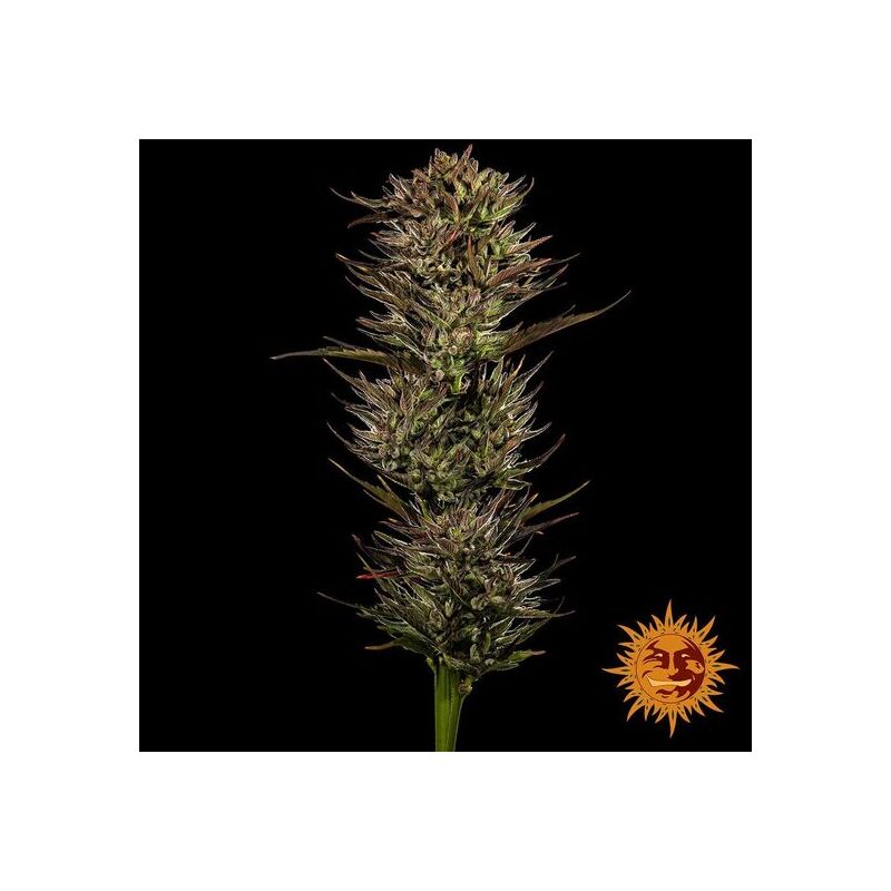 Thin Mint x Sour Pinot auto, Фасовка: 5, изображение 2